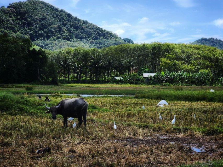 Koh Yao & Hong Islands Discovery: Bicycles, Lagoons, Beaches - Activity Restrictions
