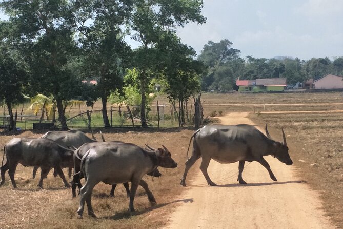 Koh Yao Noi Cycling and Beach - Cancellation and Pricing Policies