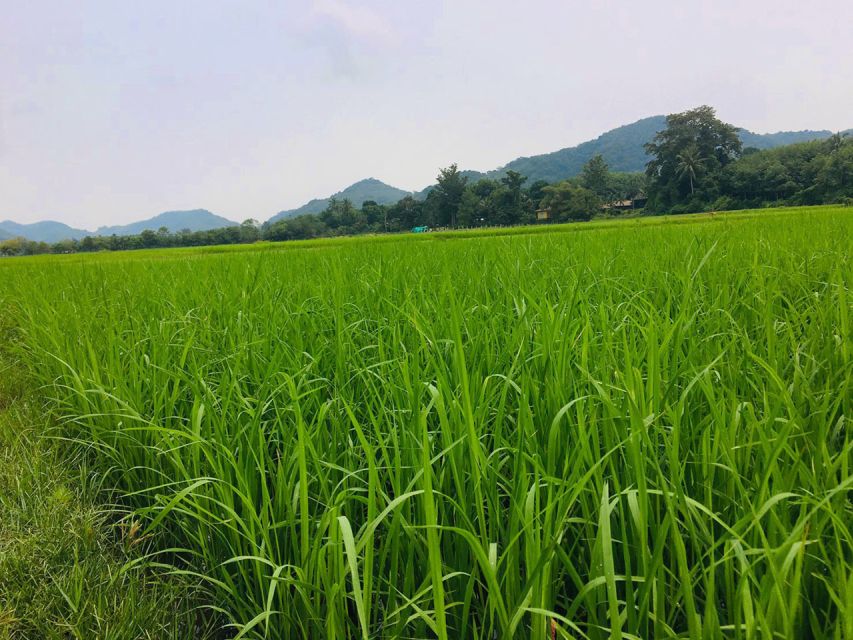 Koh Yao Noi: The Local Way of Life Eco Half-Day Tour - Excluded From the Tour