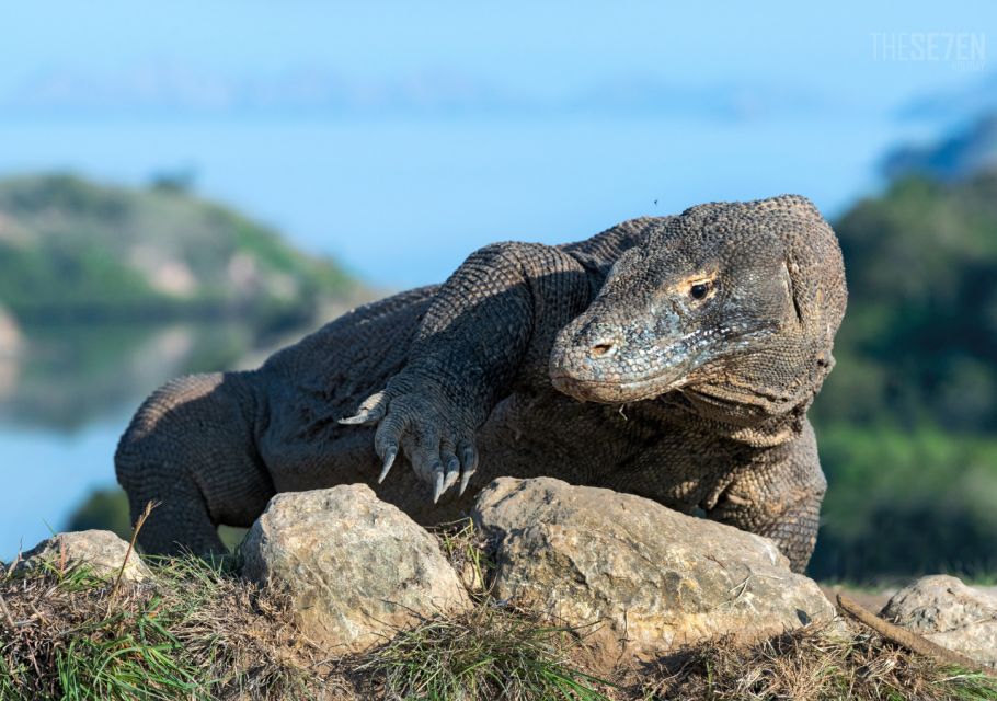 Komodo: 4-Day Private Tour With Overnight Boat and Hotel - Key Points