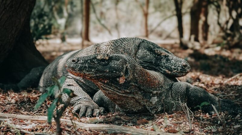 Komodo Full Day Speedboat Tour From Labuan Bajo - Preparation and Recommendations