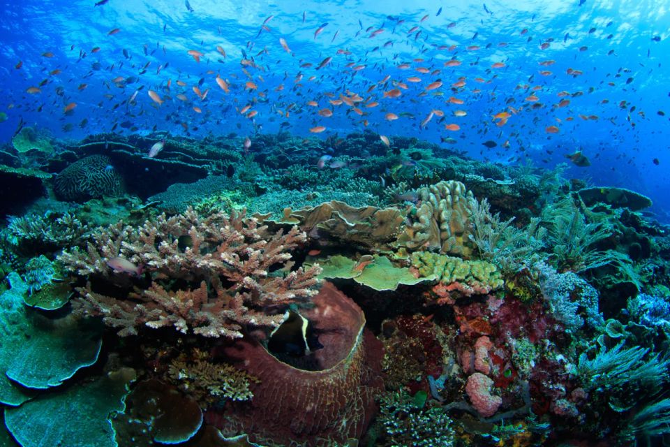 Komodo Island: Komodo Dragons & Islands Day Tour - Snorkeling Vibrant Coral Reefs