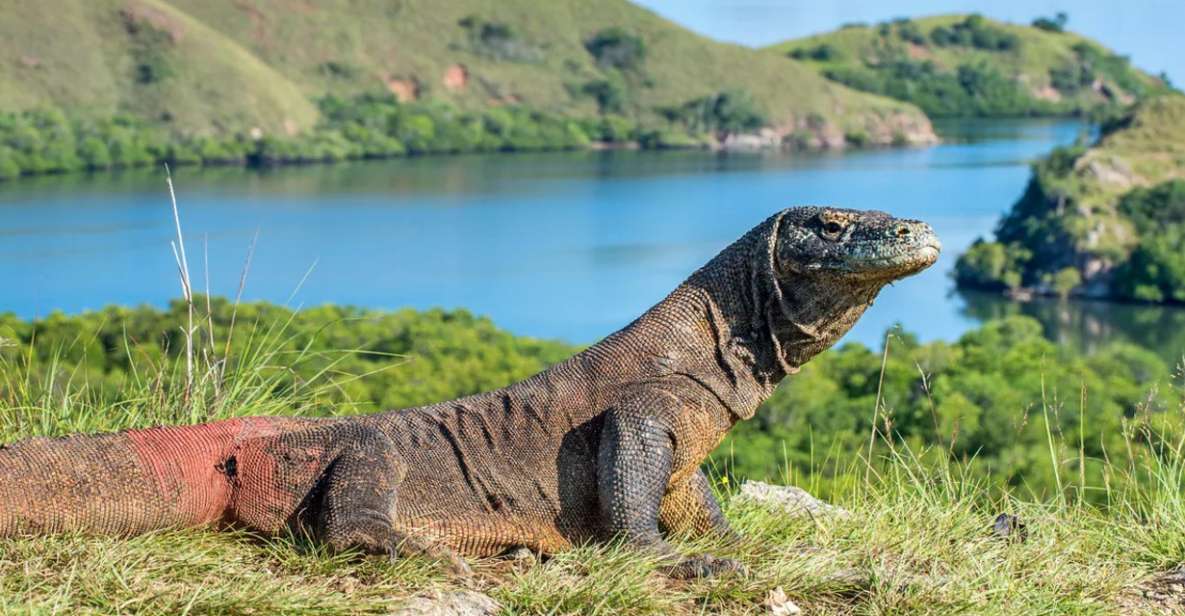 Komodo Island: Komodo Dragons & Islands Day Tour - Hiking Padar Islands Breathtaking Vistas