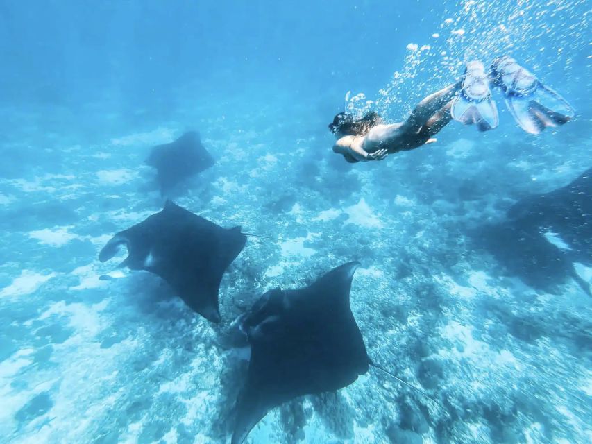 Komodo Island: Komodo Dragons & Islands Day Tour - Relaxing at the Pink Beach