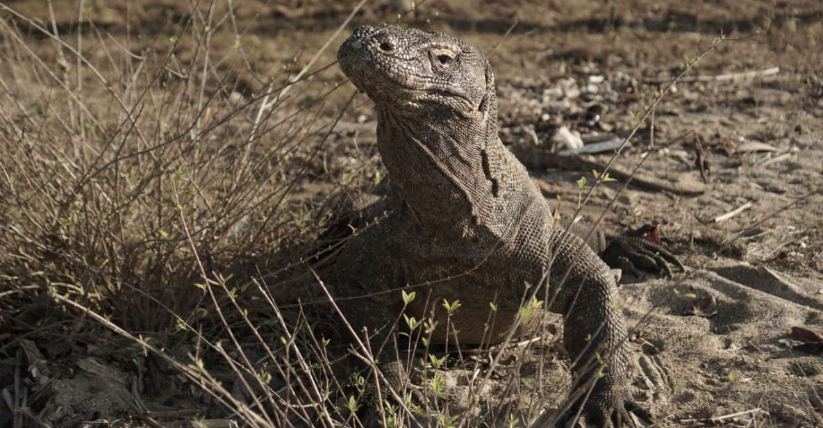 Komodo Island: Private 3-Day Tour With Boat and Hotel Stay - Snorkeling at Kanawa and Bidadari