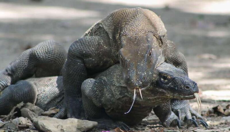 Komodo Island Tour: 3Days 2Nights - Discovering the Komodo Islands: An In-Depth Look