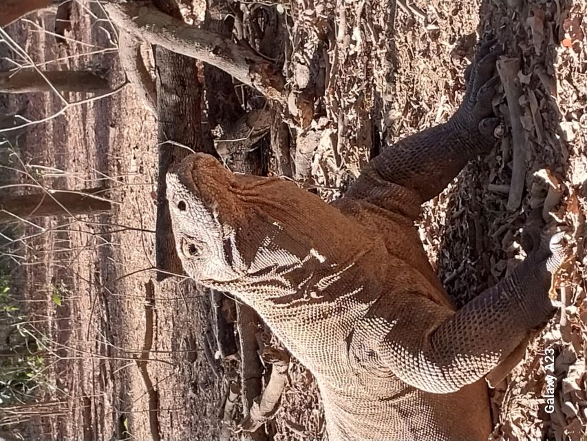 Komodo Island Tour: 3Days 2Nights - Excluded From the Tour