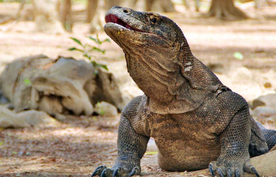 Komodo Island Tour: 3Days 2Nights - Frequently Asked Questions