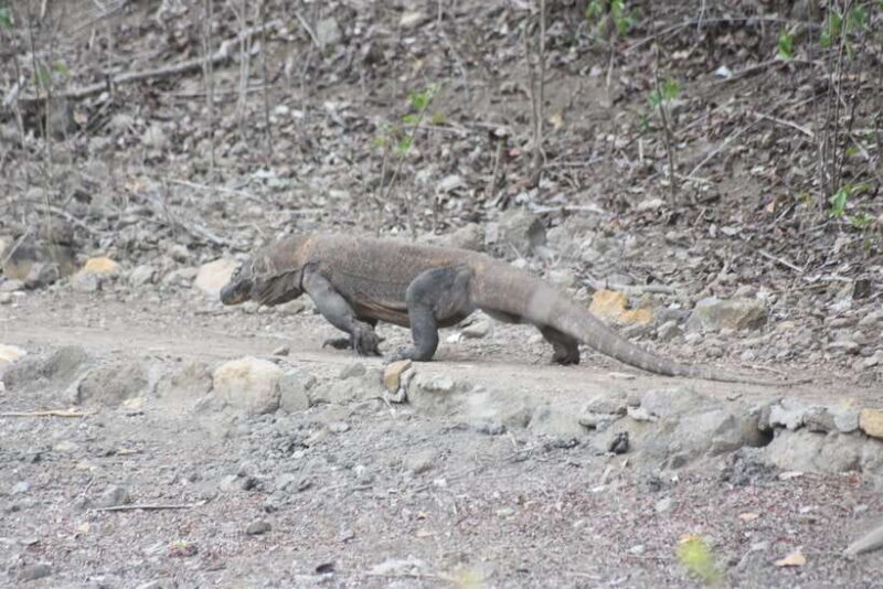 Komodo Island Tour Packages - Key Points