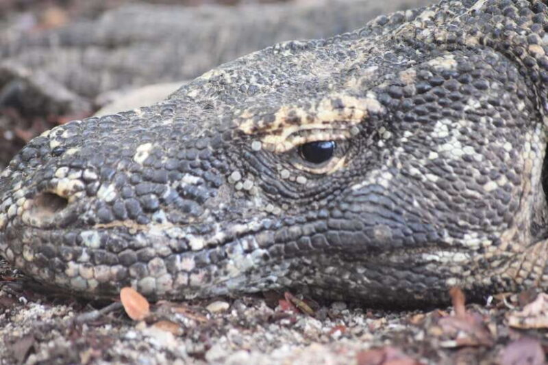 Komodo Island Tour Packages - An In-Depth Look at the Komodo Island Tour Experience