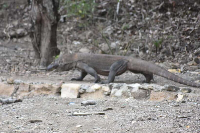 Komodo Island Tour Packages - Is This Tour Right For You?