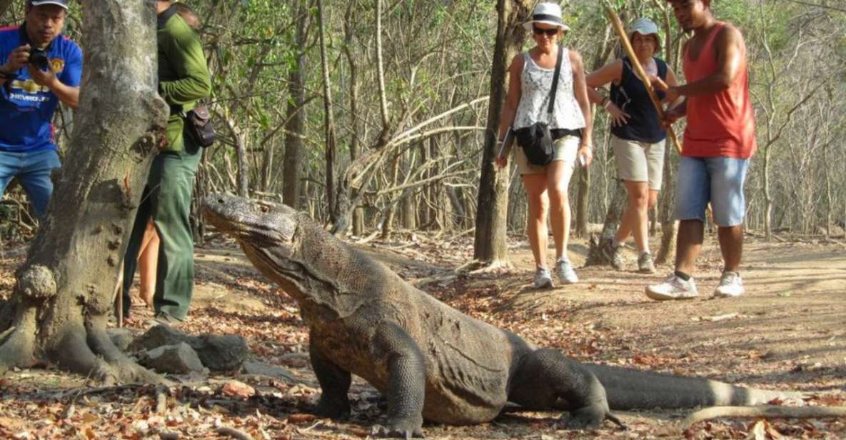 Komodo Islands: 2D1N Speedboat Tour, Land Tour & Hotel Stay - Key Points