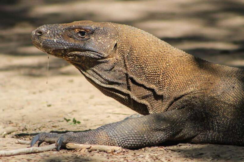 Komodo One Day Tour With Speed Boat - An In-Depth Look at What to Expect