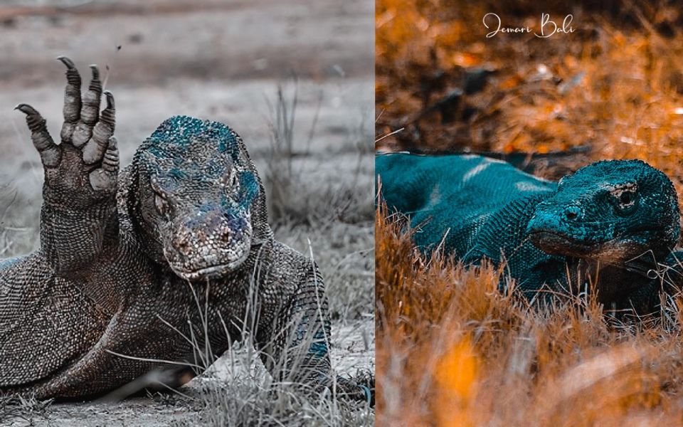 Komodo Tour : 2 Day 1 Night With Private Boat - Liveaboard - Additional Information