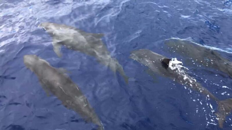 Kona: Afternoon Ali'i Adventure Snorkel and Sail - Why This Tour Excels