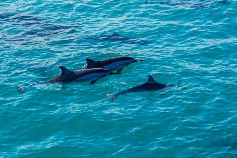 Kona Afternoon Dolphin Watch & Snorkel on the Big Isand - What You Can Expect from the Tour