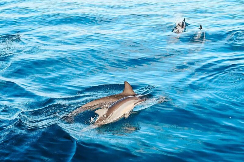 Kona Afternoon Dolphin Watch & Snorkel on the Big Isand - The Practical Side: What’s Included & What to Know