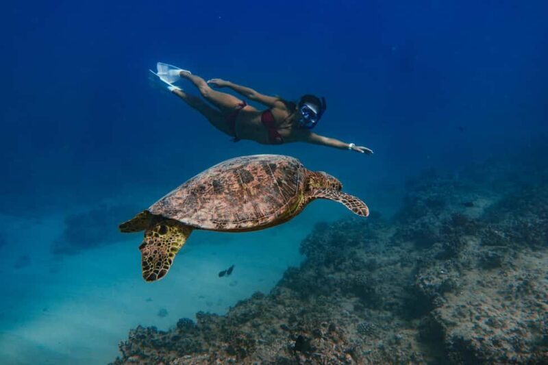 Kona Afternoon Dolphin Watch & Snorkel on the Big Isand - Final Thoughts