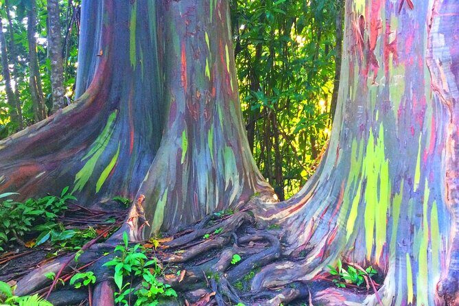 Kona Cloud Forest and Coffee Tour with Sea Turtle Beach Visit - Key Points