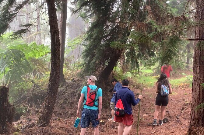 Kona Cloud Forest and Coffee Tour with Sea Turtle Beach Visit - A Complete Look at the Kona Cloud Forest and Coffee Tour