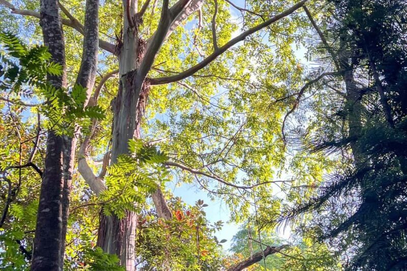 Kona Cloud Forest Sanctuary: Pan-Tropical Trail Guided Walk - The Value of Your Visit