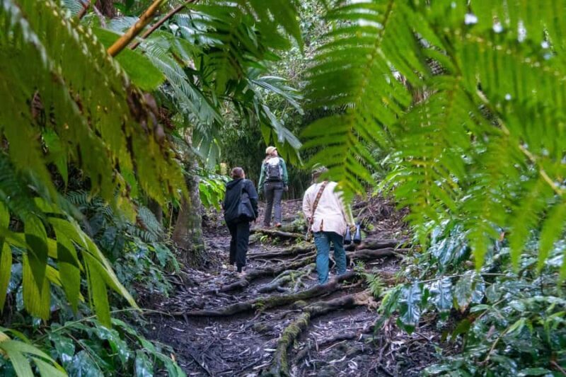Kona Cloud Forest Sanctuary: Pan-Tropical Trail Guided Walk - Who Should Consider This Tour?