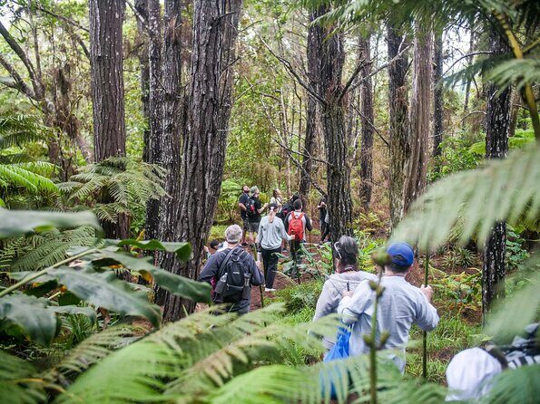 Kona Cloud Forest Sanctuary Pantropical Tour (1.5 hrs) - The Experience in Detail