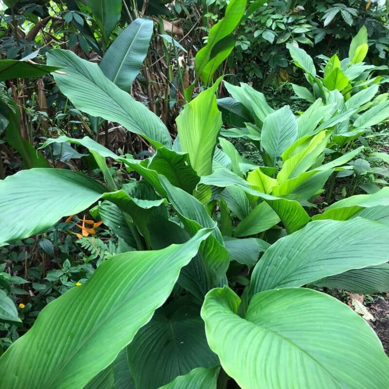 Kona Coast: Rooster Farms Coffee Tasting - What Makes This Tour Stand Out?