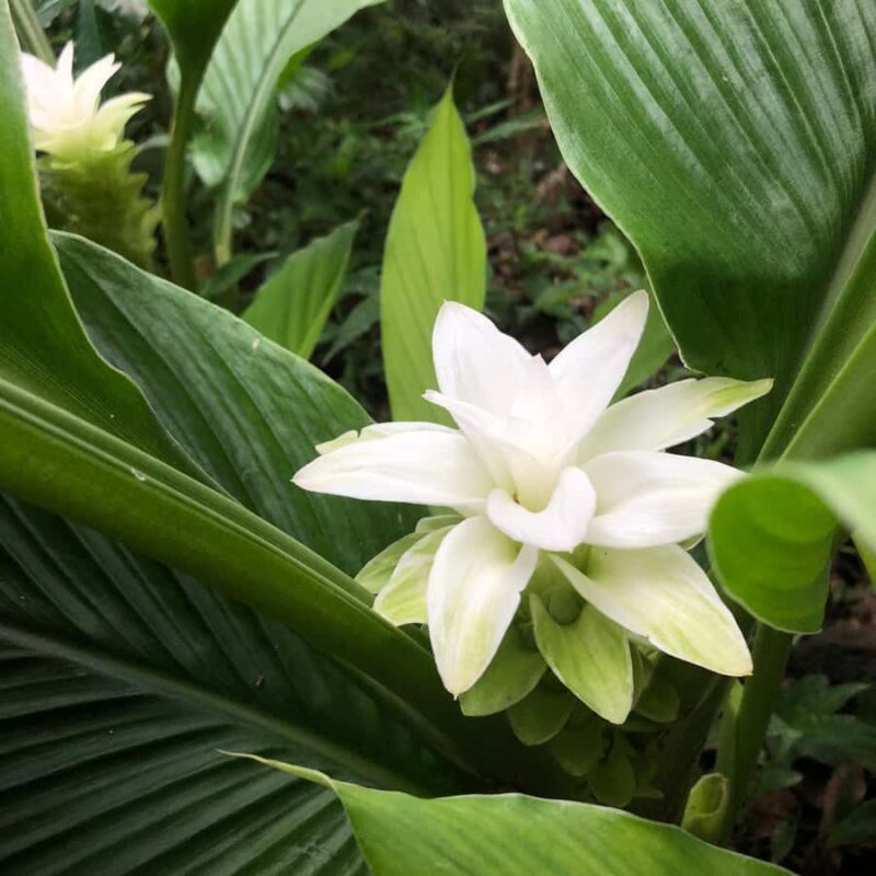 Kona Coast: Rooster Farms Coffee Tasting - The Pros and Cons