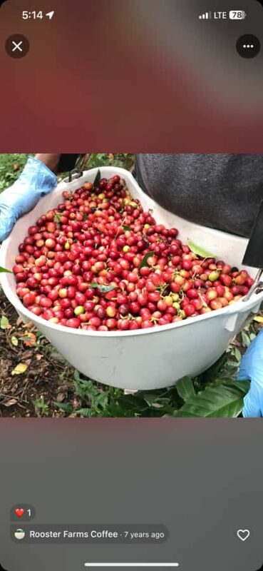 Kona Coast: Rooster Farms Coffee Tasting - Who Should Book This Tour?