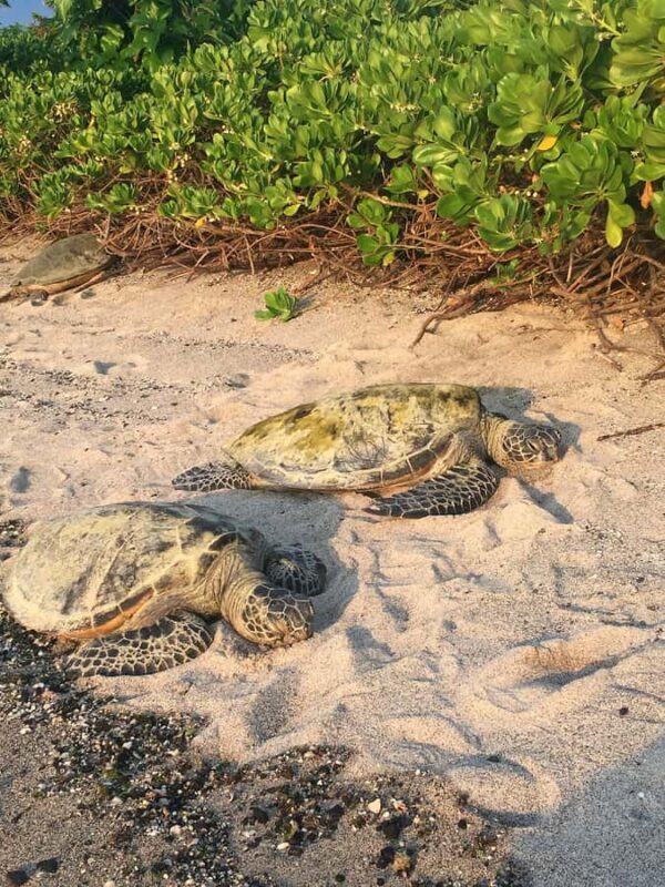 Kona: Coffee and Sea Turtles Tour - Final Thoughts: Who Will Love This Tour?