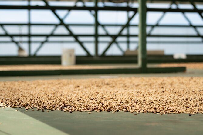 Kona Coffee Farm Tour - An In-Depth Look at the Kona Coffee Farm Tour