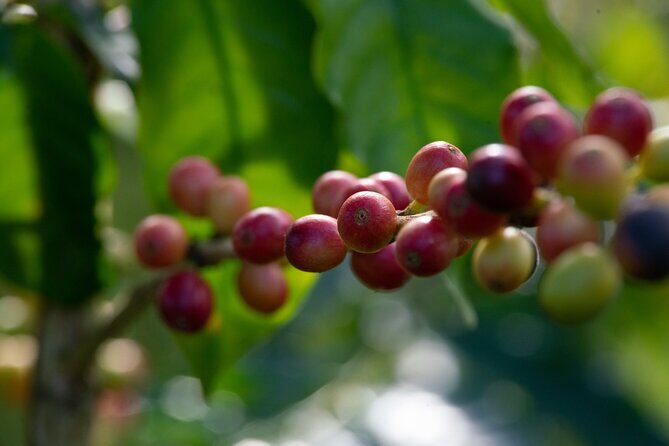 Kona Coffee Farm Tour - FAQ