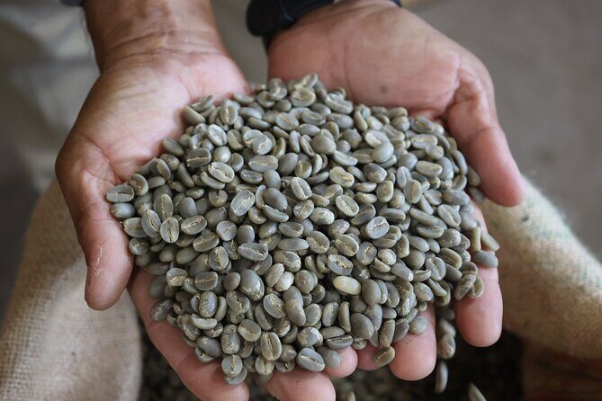 Kona Coffee Farm Tour from Tree to Tasting Room - The Sum Up
