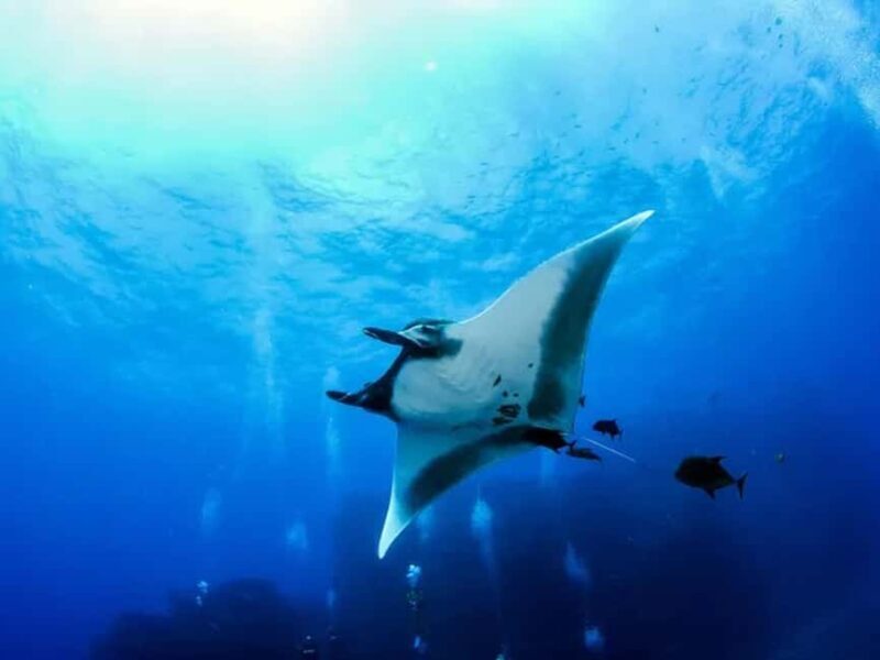 Kona: Manta Ray Night Snorkel Adventure - Key Points