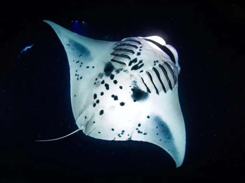 Kona: Manta Ray Night Snorkel Adventure - What to Expect During the Tour
