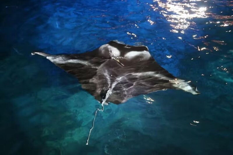 Kona Manta Ray Night Snorkel (Manta Guarantee Policy) - Why Choose This Tour?
