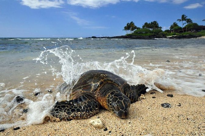 Kona Shore Excursion: Sea Turtles, Historic Kona & Coffee - Good To Know
