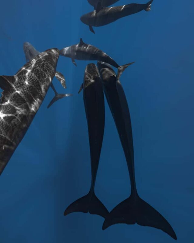 Kona: Small Group Ocean Safari + Snorkel - The Underwater Video Feature