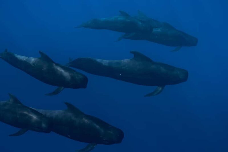 Kona: Small Group Ocean Safari + Snorkel - Practical Details