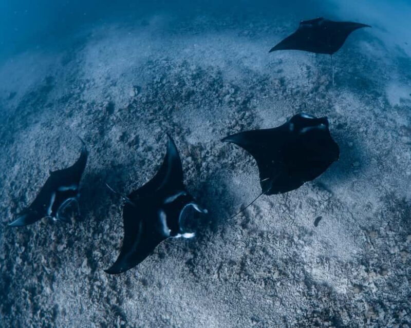 Kona: Small Group Ocean Safari + Snorkel - Who Will Love This Tour?