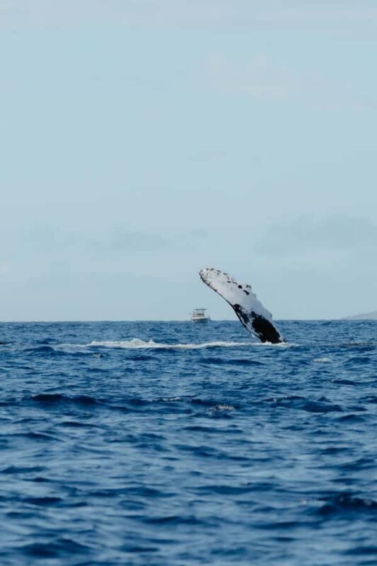 Kona: Small-Group Whale Watching Tour - Key Points