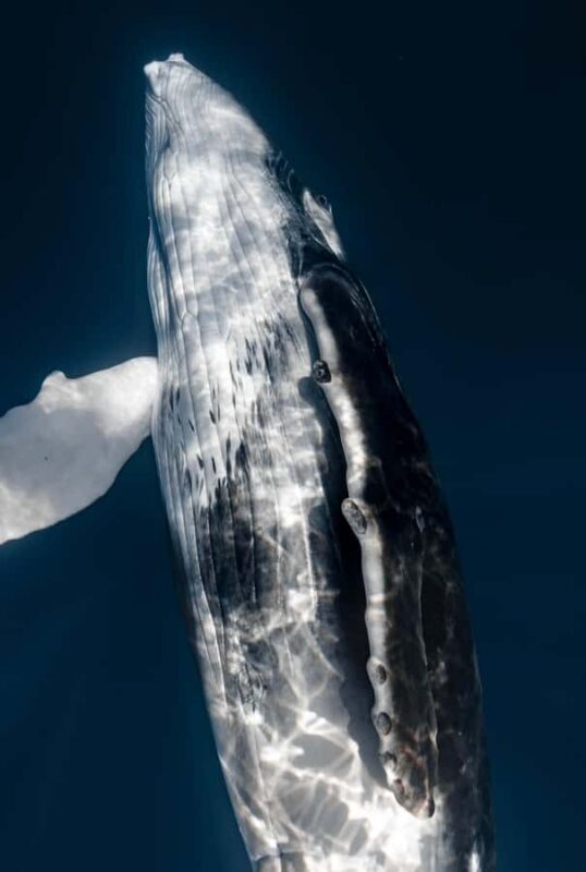 Kona: Small-Group Whale Watching Tour - The Sum Up