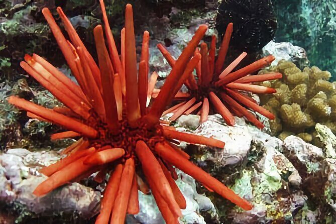 Kona Snorkeling Gear Rental Dive Into Adventure - The Value Proposition