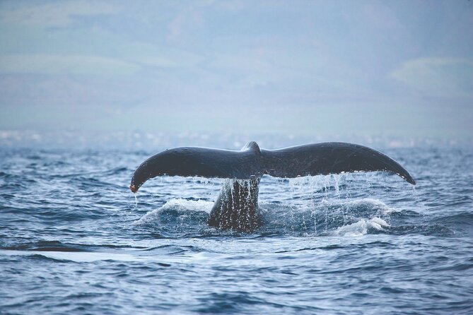 Kona Whale Watch From Honokohau on Sailing Boat - Tour Details