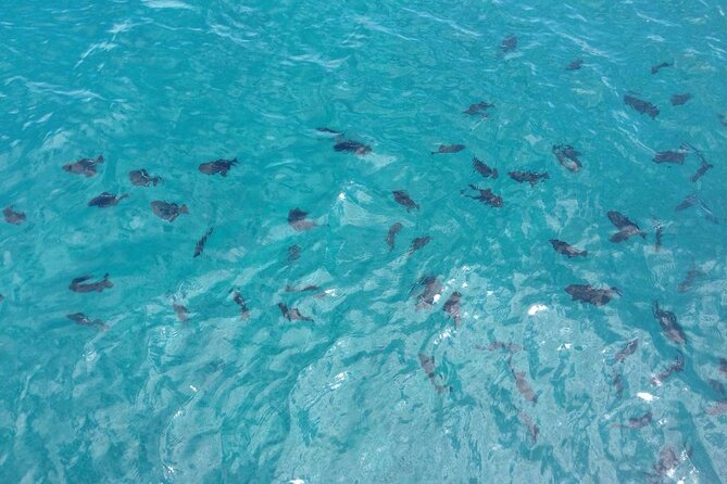 Kona Whale Watch From Honokohau on Sailing Boat - Catamaran Comfort and Features