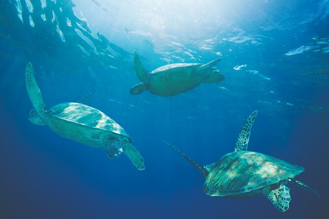 Kona Whale Watch From Honokohau on Sailing Boat - Educational Aspects of the Tour