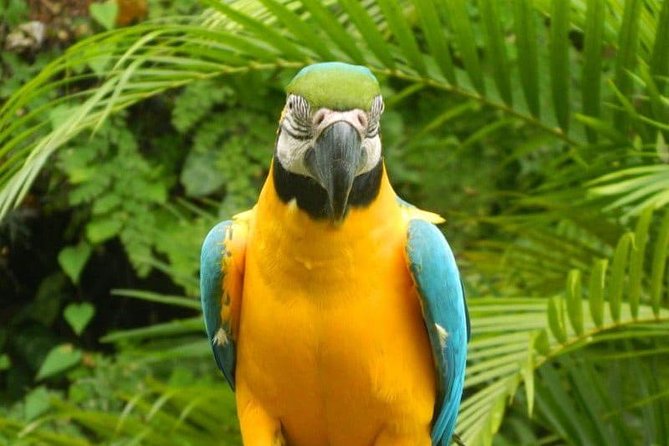 Konoko Falls,Fern Gully and Shopping - Exploring Konoko Falls