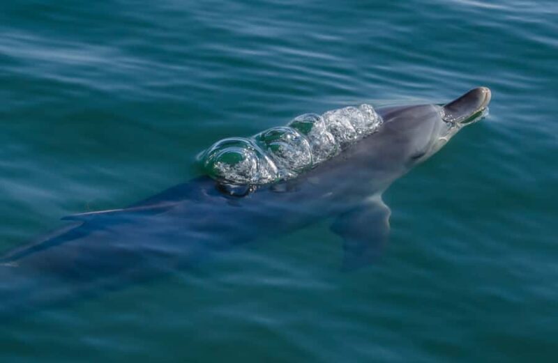 Koombana Bay: Dolphin Eco Cruise - Key Points