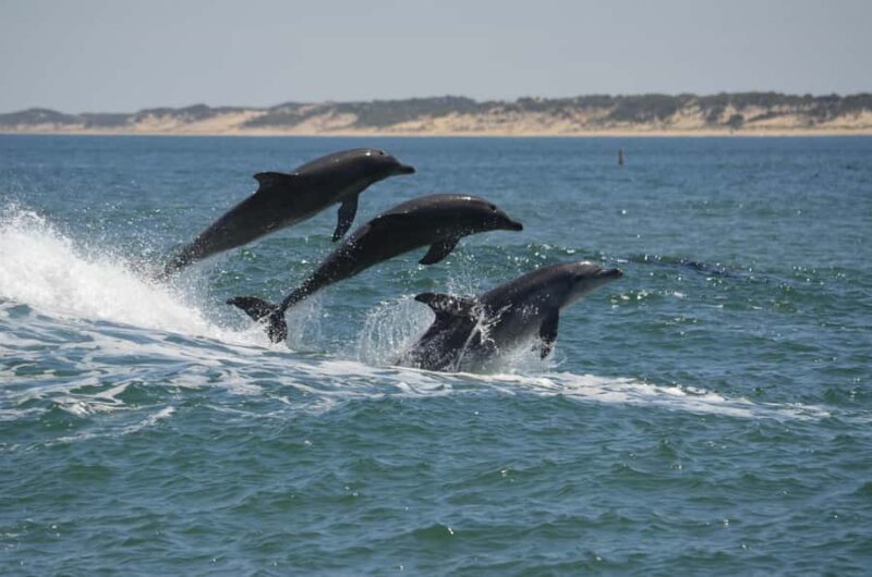 Koombana Bay: Dolphin Eco Cruise - An In-Depth Look at the Koombana Bay Dolphin Eco Cruise